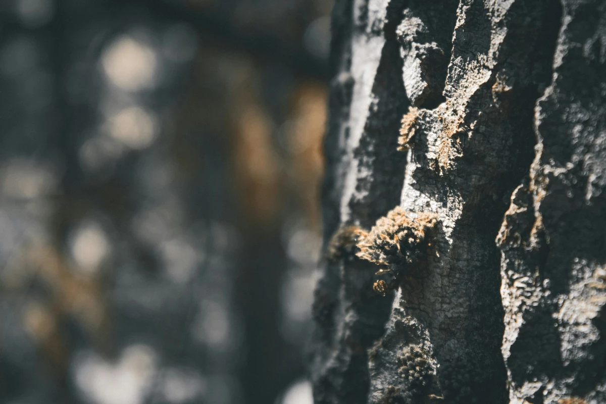 Close up of bark on a tree