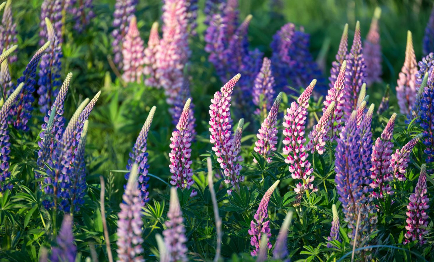 Close up of Lupine flowers